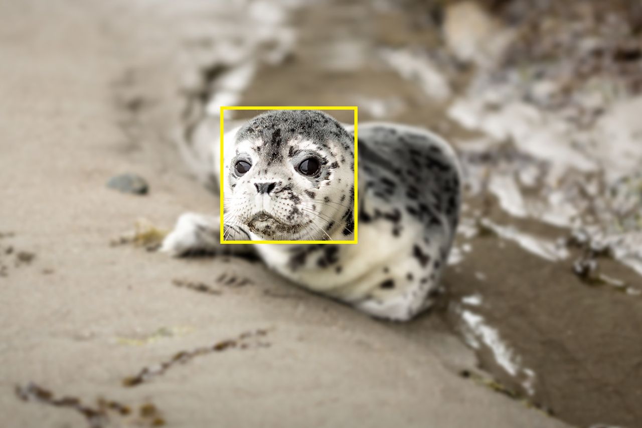 SealNet pomoże w monitorowaniu populacji fok. Dzięki temu badanie będą przebiegały znacznie szybciej.