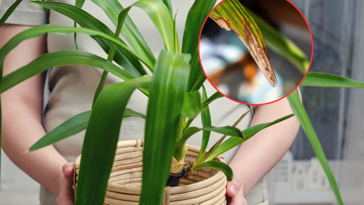 Co jest powodem brązowienia liści?