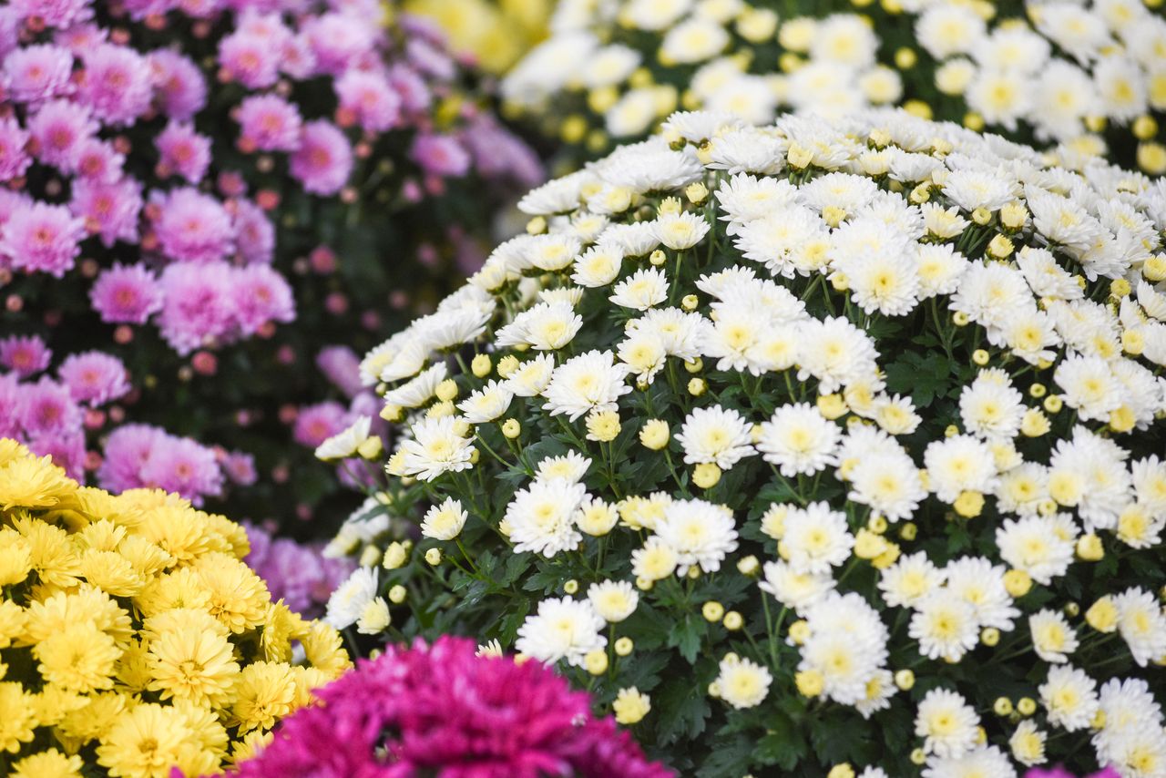 Żary: Jak podrożały chryzantemy w tym roku? Zapłacimy więcej za kwiaty