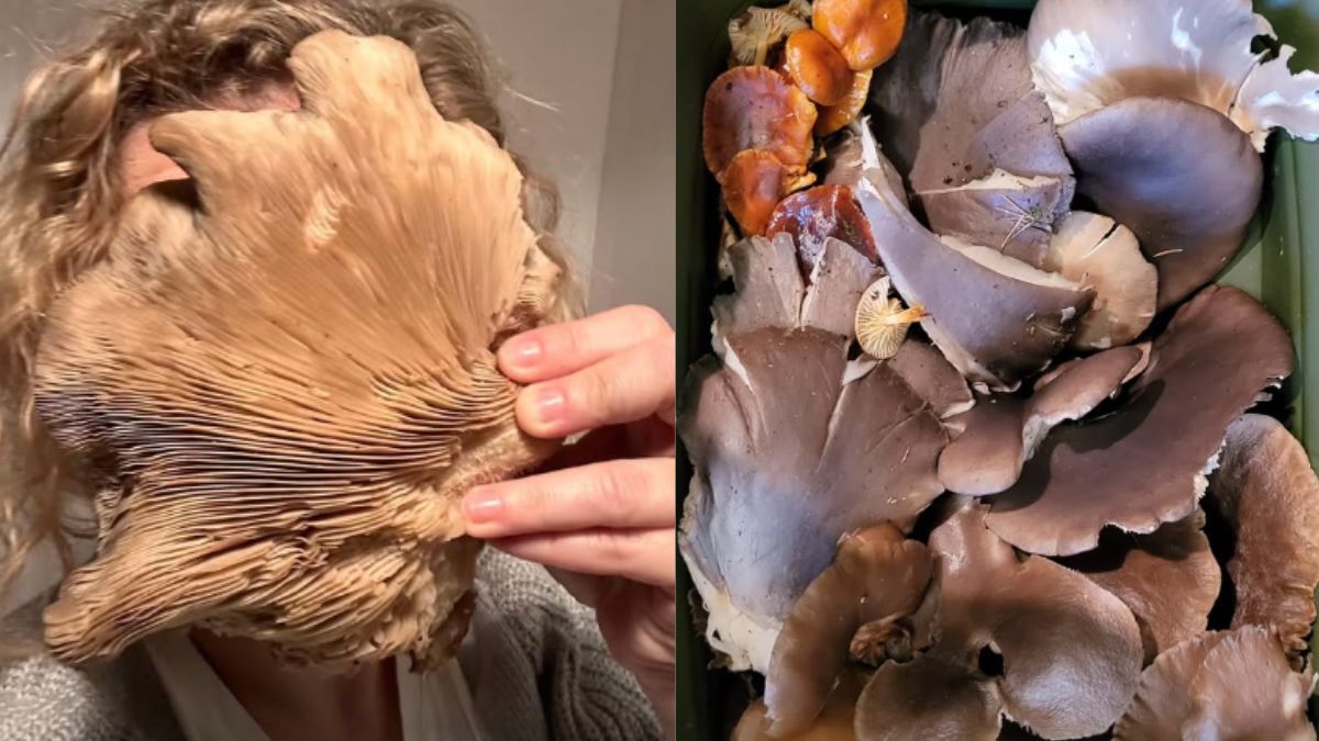 Wybrali się do lasu na spacer i wrócili z koszem grzybów