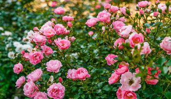 Podlej tym róże. Za 5 zł zrobisz odżywkę, po której krzewy oszaleją