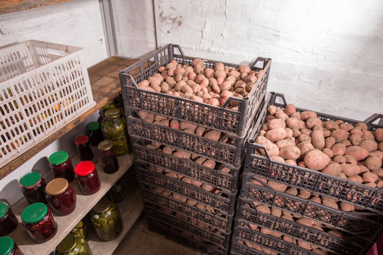 Secret to sprout-free potatoes: Just add bay leaves!