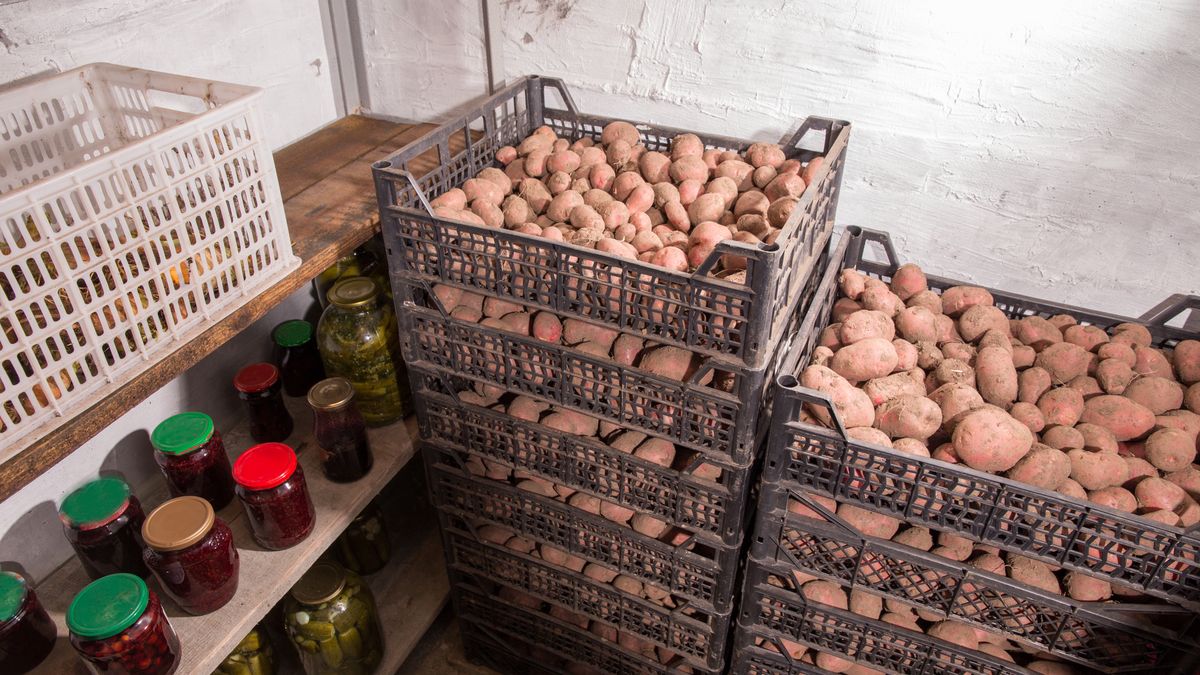 Właściwe przechowywanie ziemniaków wpływa na ich smak i trwałość
