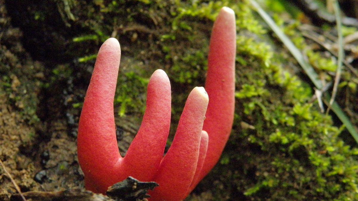 Trujący koral ognisty to jeden z najbardziej niebezpiecznych grzybów na świecie