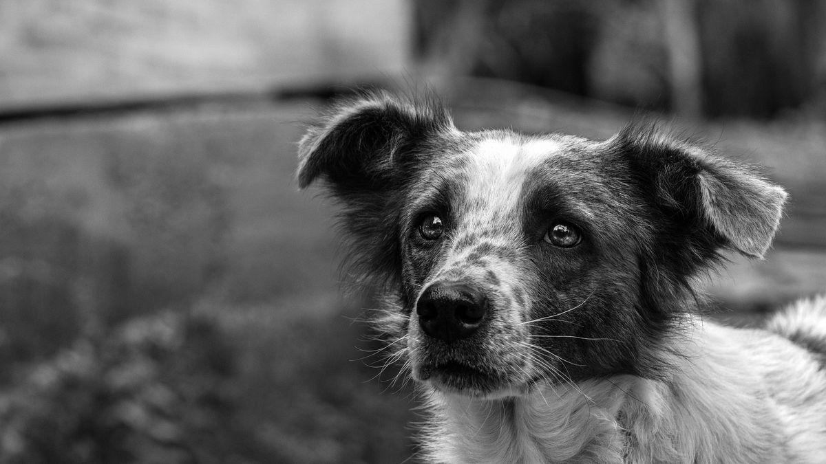 65-latek skatował psa na śmierć (zdj. ilustracyjne)