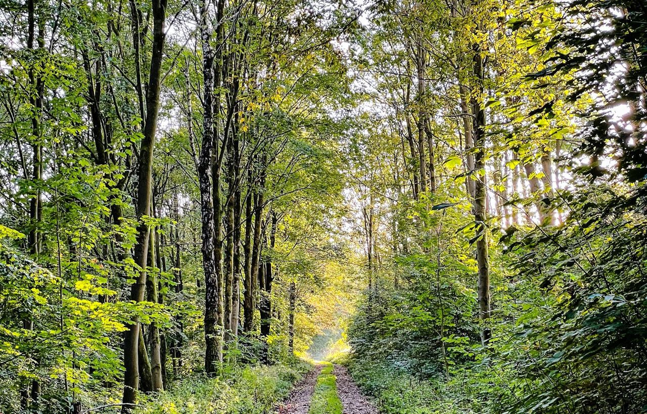 "Kąpiele leśne" dla uczniów. Zmiany w słoweńskich szkołach