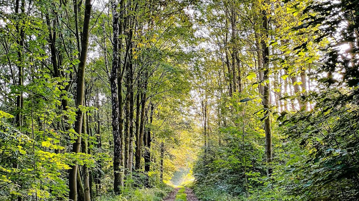 Lekcje wśród drzew? Nowy program dla młodzieży w Słowenii