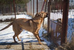 Poszczuł psami ratowników, którzy mieli mu pomóc. Jest wyrok sądu