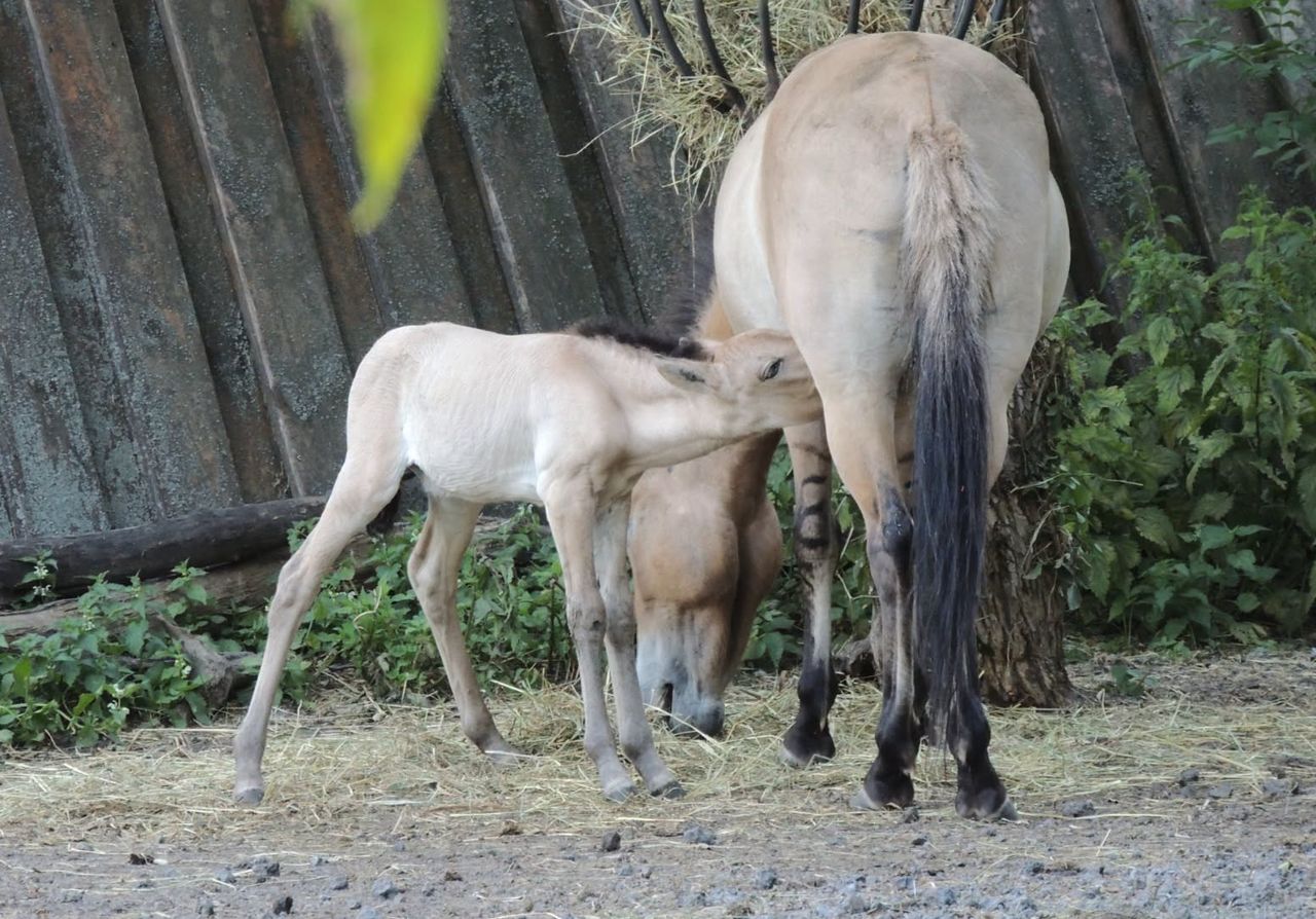 Nowy mieszkaniec warszawskiego zoo. "Ogromny sukces"