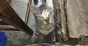 Koty w Spili (Kreta)