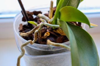 Zamocz w tym korzenie storczyka. Nie nadążysz z liczeniem nowych pąków