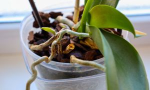 Zamocz w tym korzenie storczyka. Nie nadążysz z liczeniem nowych pąków