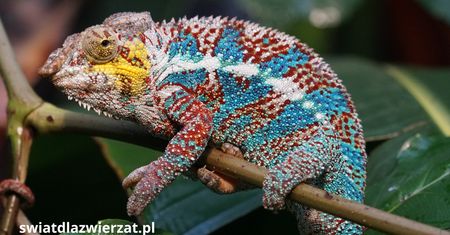 Światowy Dzień Lasu Deszczowego – dlaczego to tak ważne?