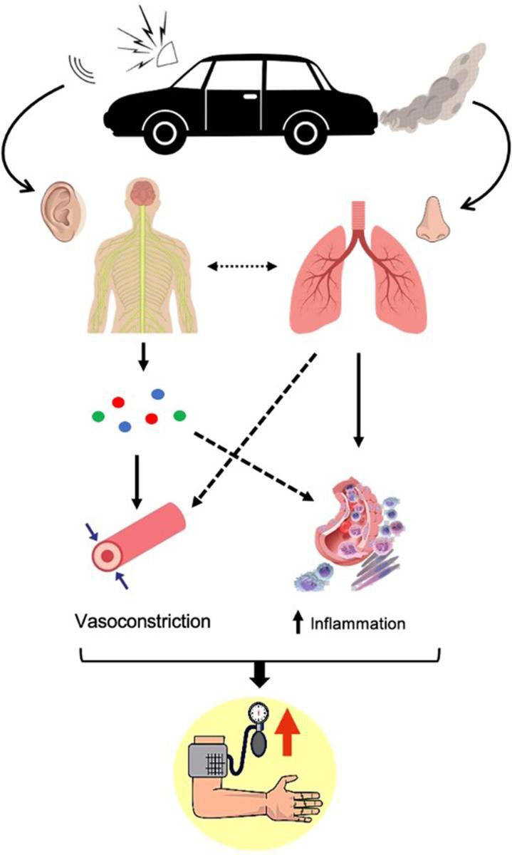 Tak hałas wpływa na naczynia krwionośne.