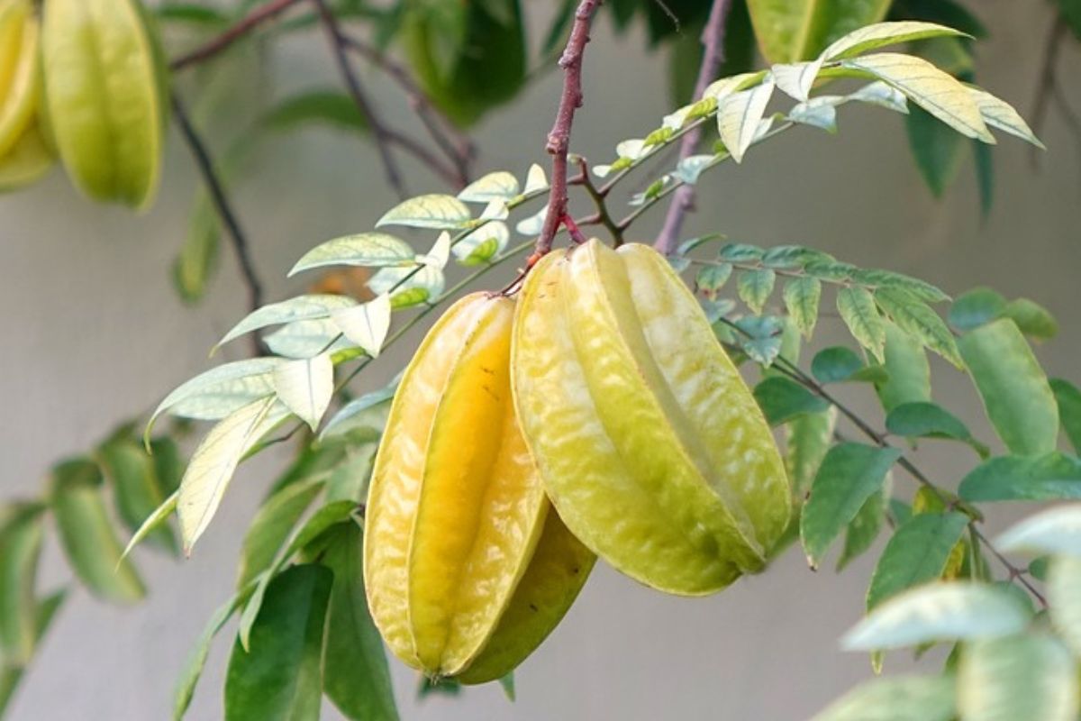 Karambola