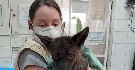 Nazwali ją "dogxim". To pierwsza znana światu taka krzyżówka zwierząt