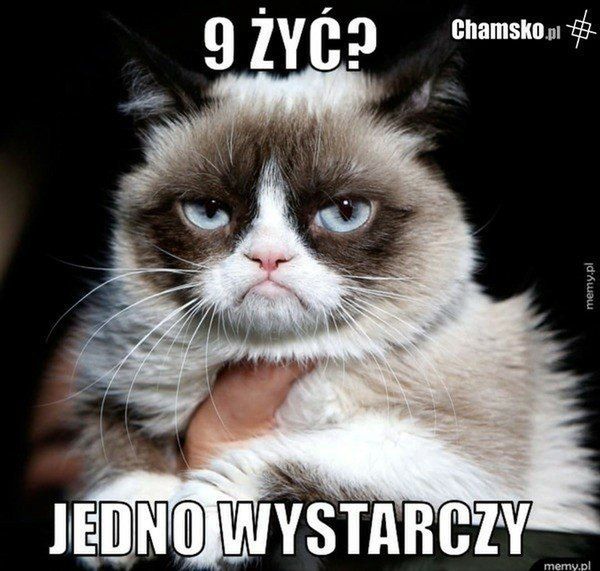 Memy na Dzień Kota
