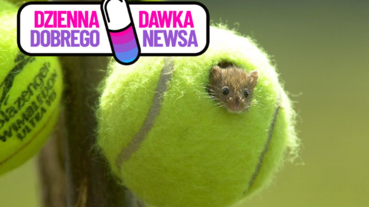 Drugie życie piłek z Wimbledonu