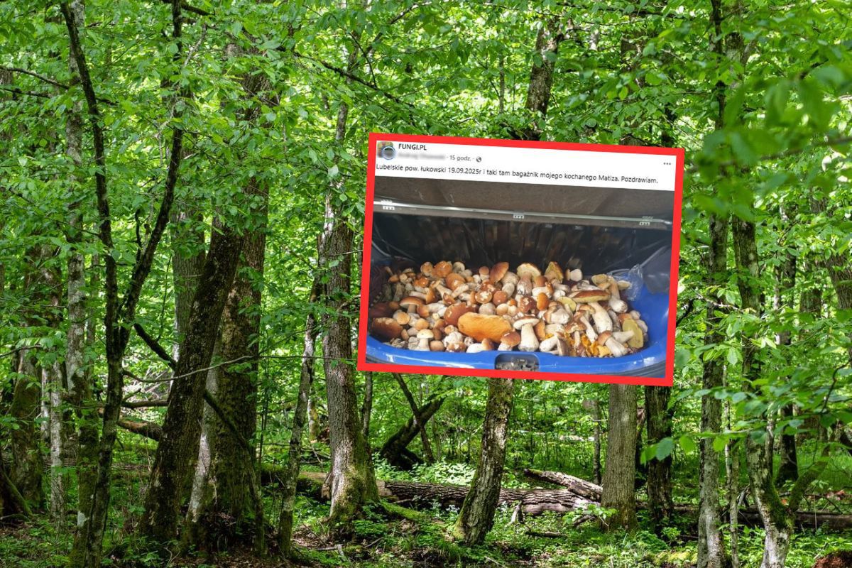 "Taki tam bagażnik". Wypełnił po brzegi. Grzyby niemal się wysypują