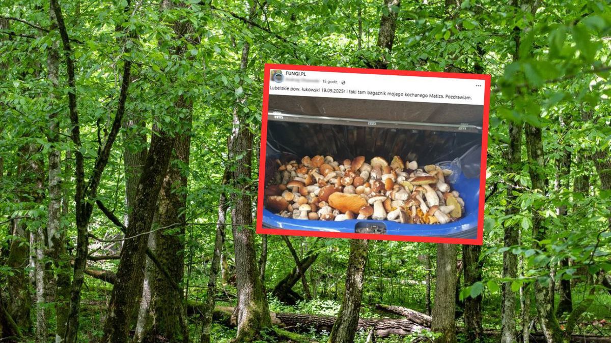 Wielki zbiór w lesie na Lubelszczyźnie