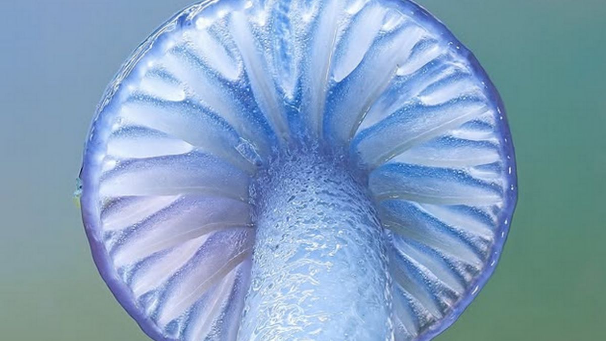 Zdjęcie grzyba w skali makro