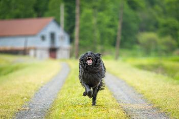 Pies rusza w pościg za rowerem. Trzeba pamiętać o pewnych zasadach