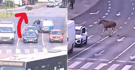 Łoś biegał po centrum Bydgoszczy. Nie było łatwo go złapać