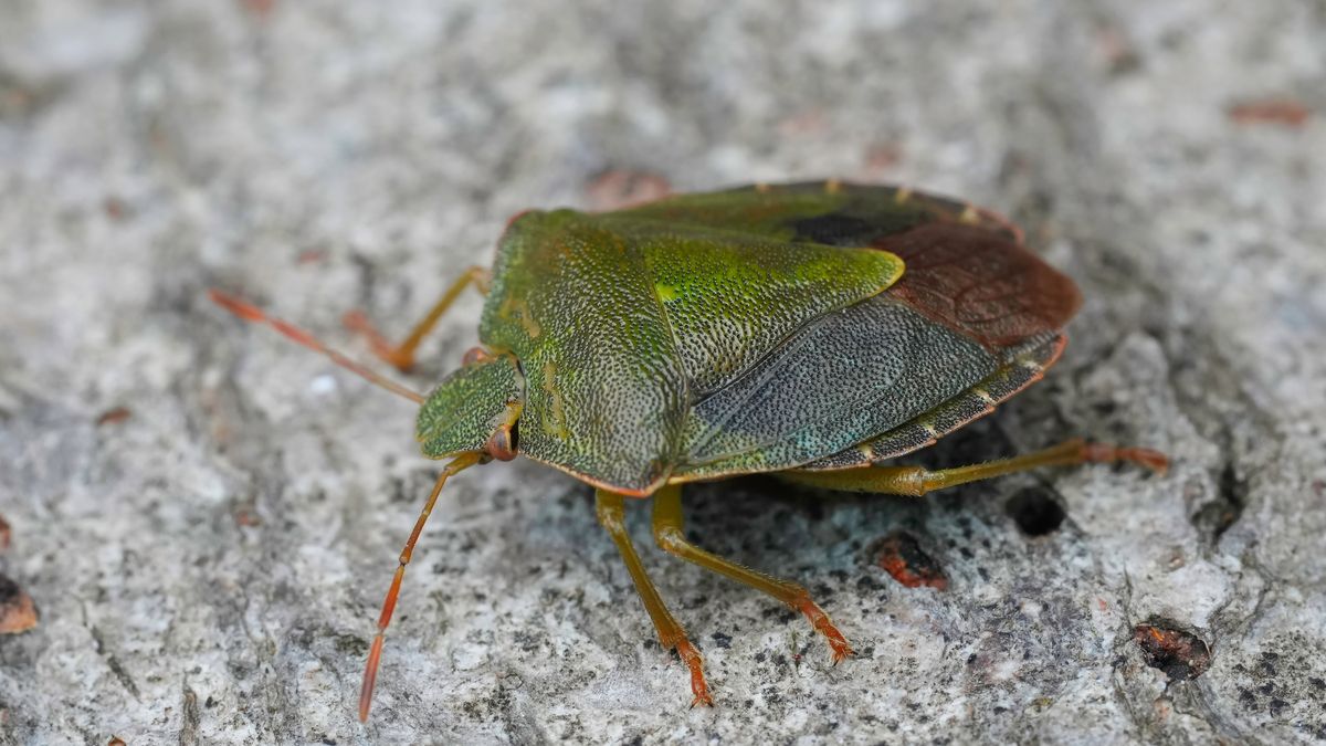 Palomena prasina czyli odorek zieleniak