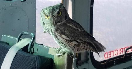Gasili pożary z helikoptera. Mieli nietypowego pomocnika