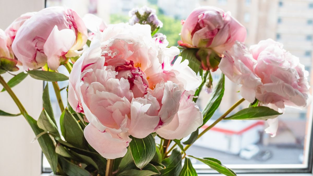 Piwonie - jak o nie zadbać?