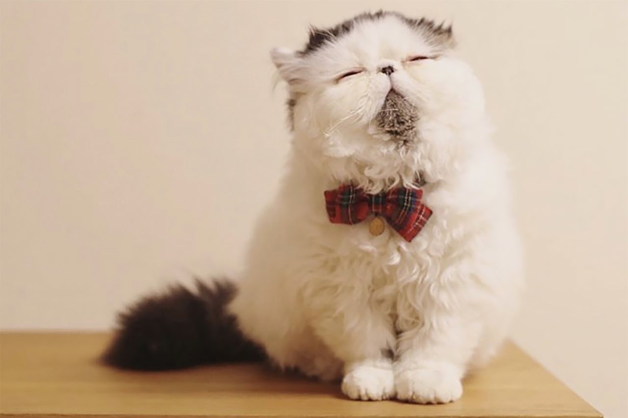 Puchaty kot jest gwiazdą Instagrama. Wygląda jak urocza chmurka