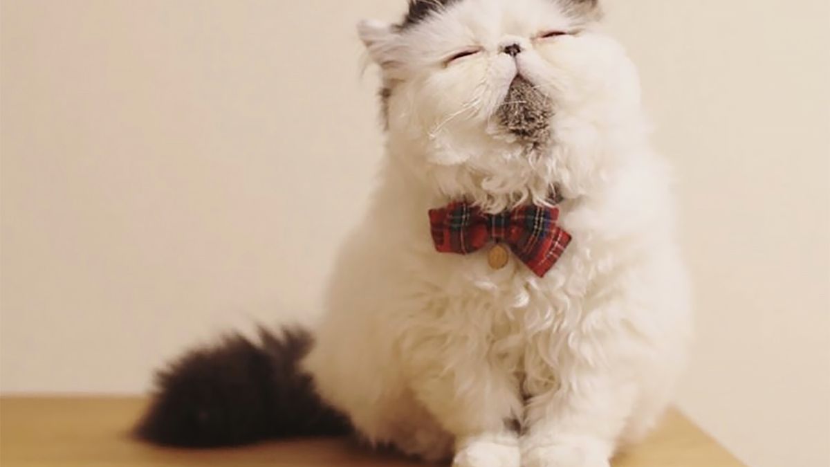 Puchaty kot jest gwiazdą Instagrama. Wygląda jak urocza chmurka 1