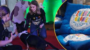 Zwierzogranie w Sosnowcu. Rekordowa zbiórka dla futrzanych przyjaciół