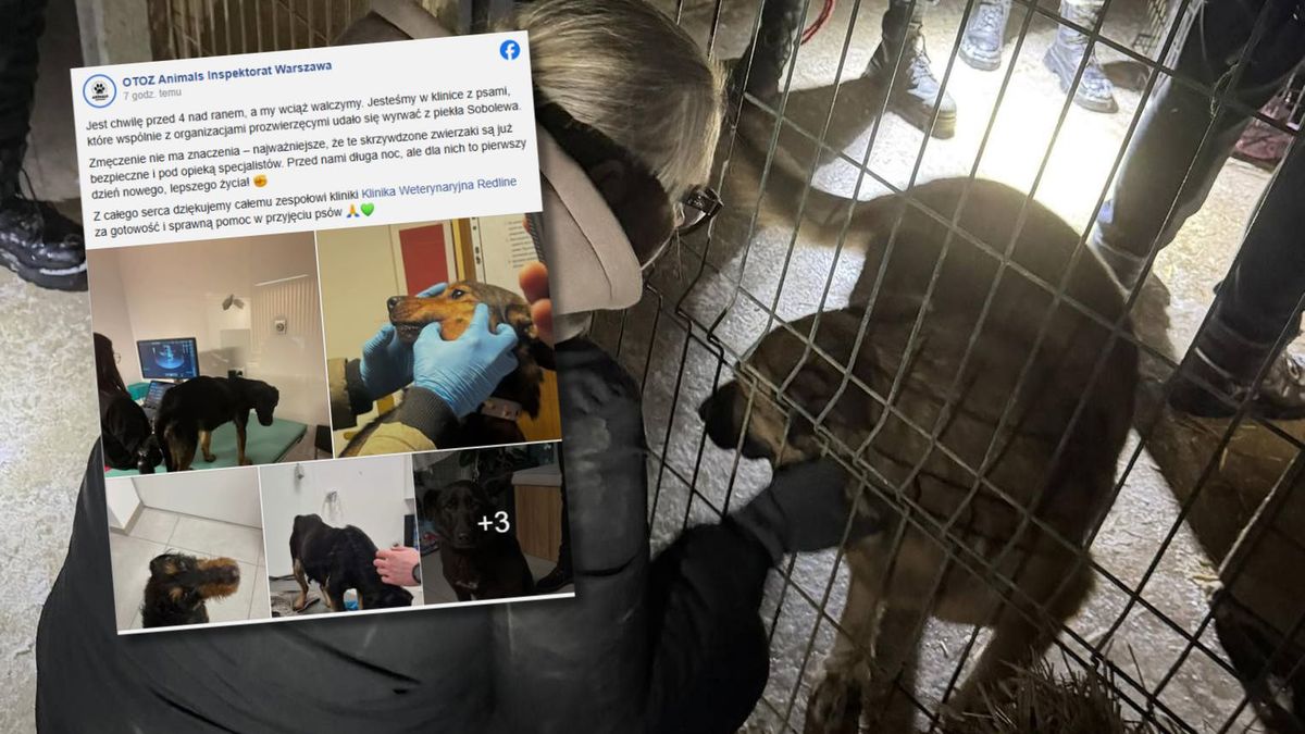 Nocna ewakuacja zwierząt w schronisku w Sobolewie