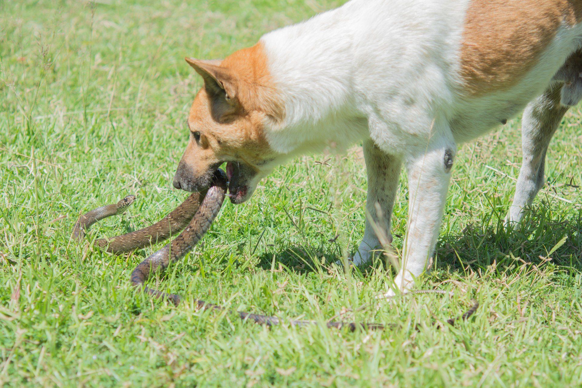 dog fighting with snakes