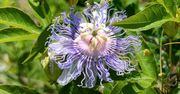 Passiflora. Kwiat, który uspokaja lepiej niż melisa i nie otępia jak tabletki