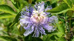 Passiflora. Kwiat, który uspokaja lepiej niż melisa i nie otępia jak tabletki