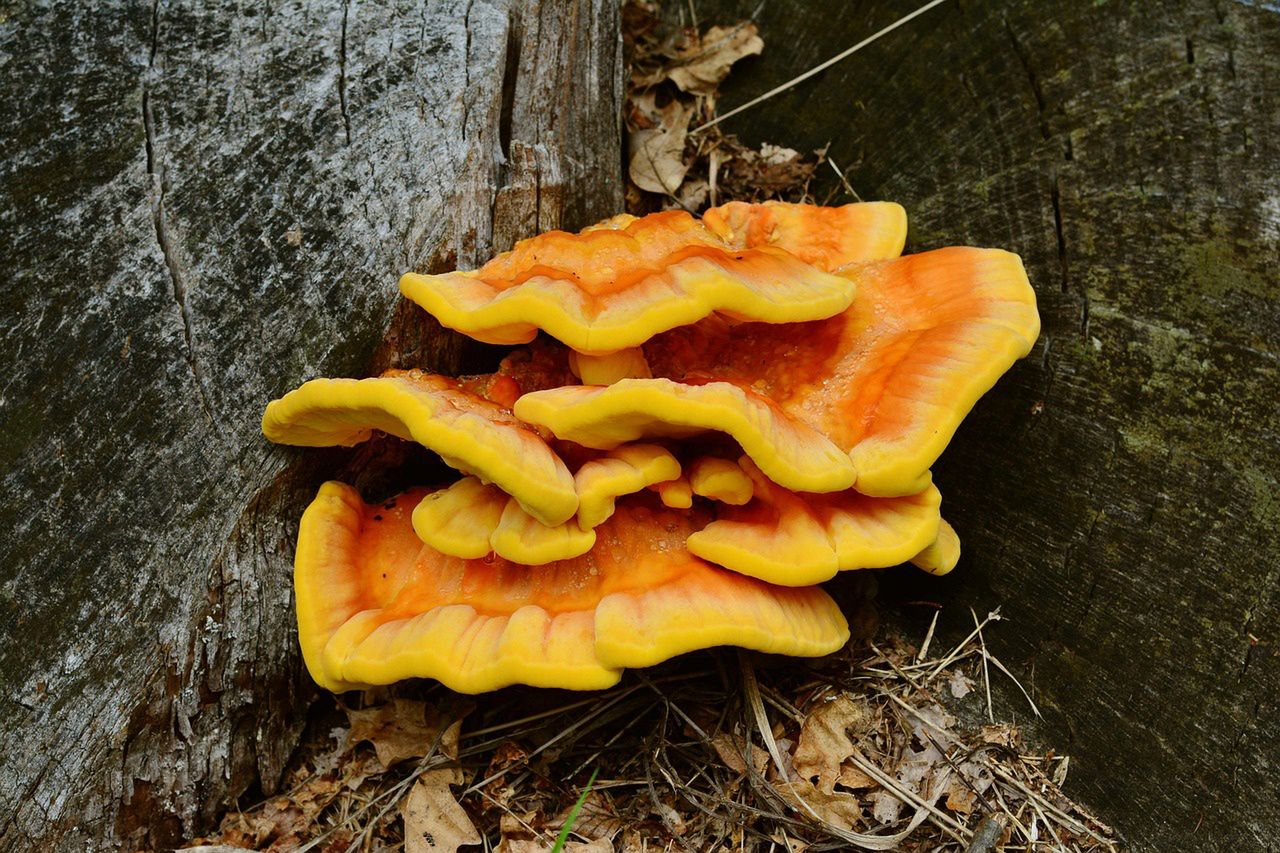 Sulphur polypore known as chicken of the woods