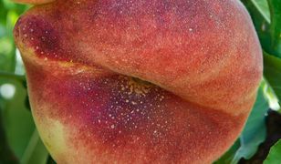 Ma kosmiczną nazwę, ale nie omijaj jej w sklepie. Pomaga zachować młodość na dłużej