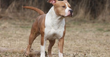 Amstaff pogryzł małego pieska w parku. Dramatyczny apel właścicielki