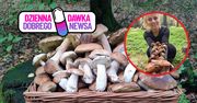 Wielkie grzybobranie w Beskidach. Zebrali 114 borowików w jeden dzień