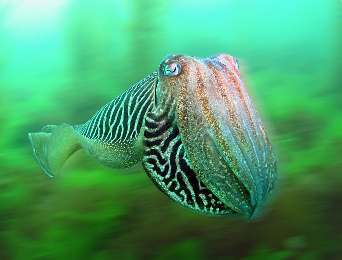 Underwater Photographer of the Year 2015 - najlepsze fotografie wykonane pod wodą 9