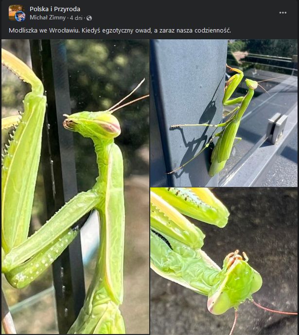 Ze strony owada nie musimy się niczego obawiać