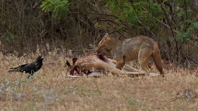 szakal warszawa zwierze