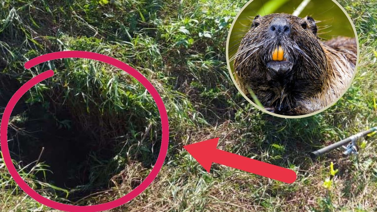 Wędkarz wpadł do dołu wykopanego przez bobry