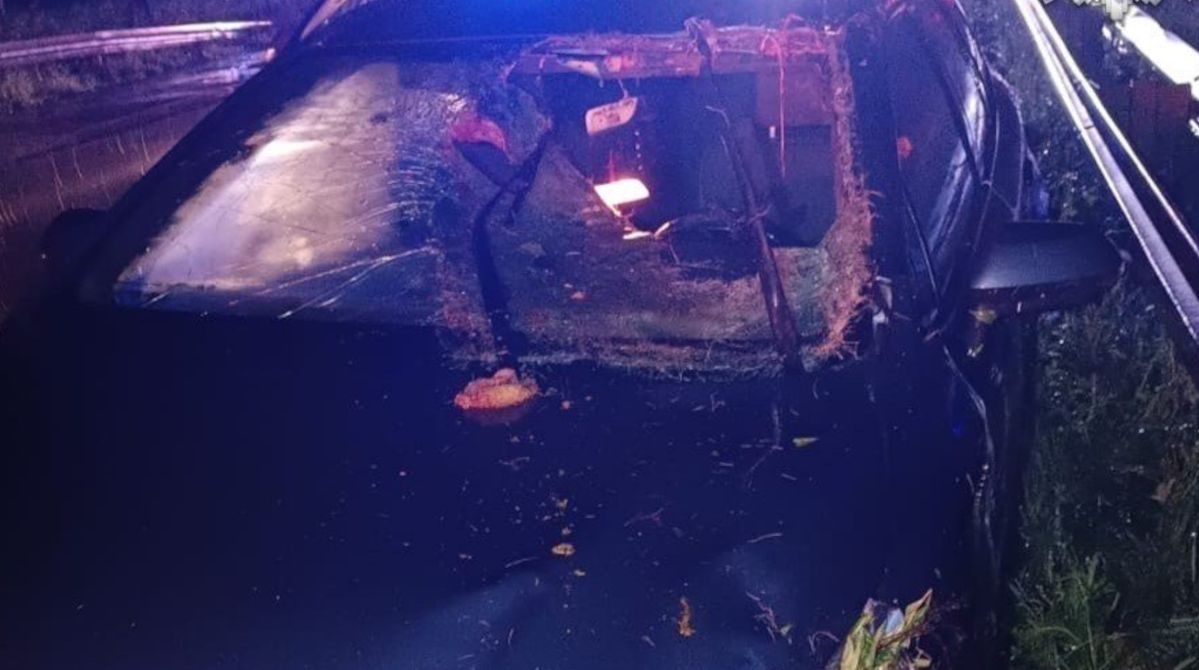 Wypadek na S1 w Mysłowicach. Auto uderzyło w łosia. Ranny kierowca trafił do szpitala