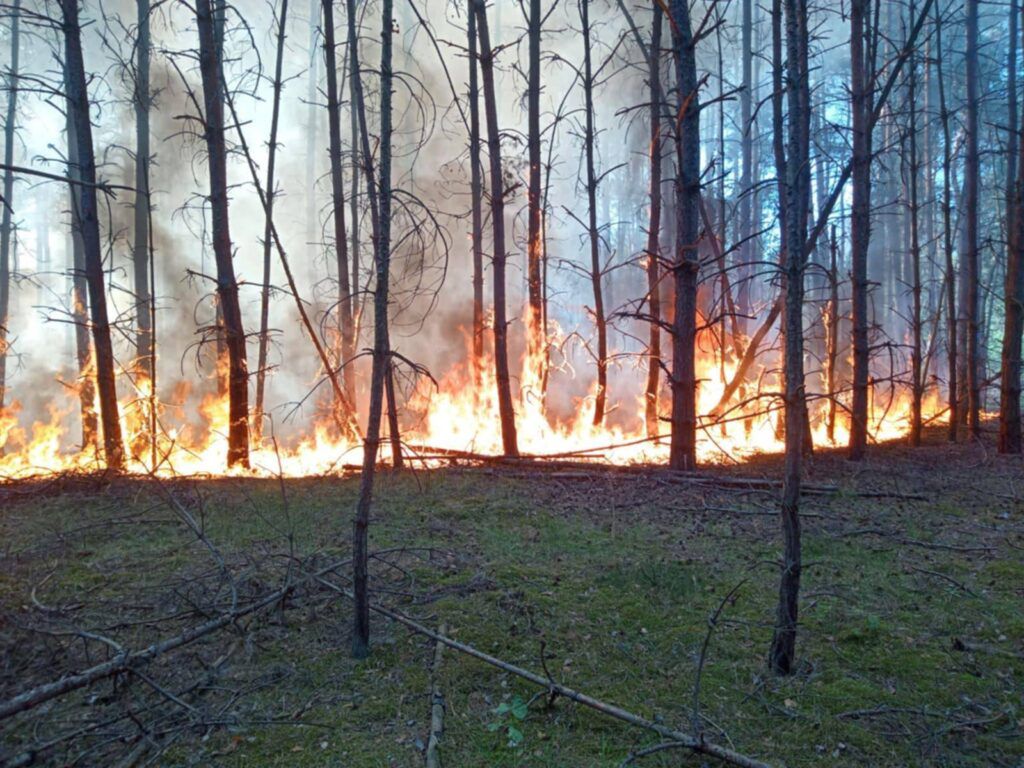 Pożar lasu pod Warszawą. W akcji 8 zastępów straży pożarnej