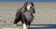 Bearded Collie – pies z charakterem i uśmiechem na pysku