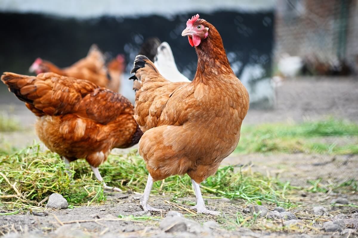 Kury przydomowe będą zwolnione z obowiązku rejestracji do ARiMR