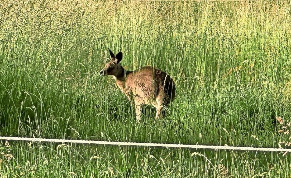 The kangaroo was found after a six-month search